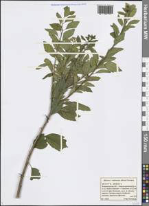 Spiraea ×vanhouttei (Briot) Zabel, Восточная Европа, Центральный район (E4) (Россия)