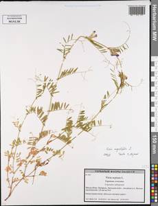 Горошек черный Ehrh., Восточная Европа, Белоруссия (E3a) (Белоруссия)