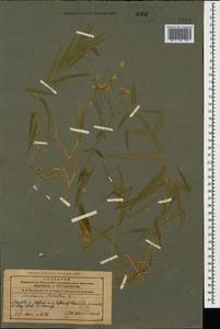 Rabelera holostea (L.) M. T. Sharples & E. A. Tripp, Кавказ, Азербайджан (K6) (Азербайджан)