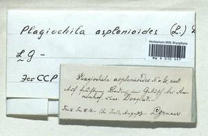 Plagiochila asplenioides (L.) Dumort., Гербарий мохообразных, Мхи - Прибалтика (B1)