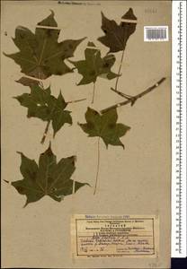 Клен каппадокийский, Кавказ, Азербайджан (K6) (Азербайджан)