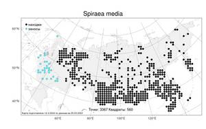 Spiraea media, Спирея средняя, Таволга средняя Schmidt, Атлас флоры России (FLORUS) (Россия)