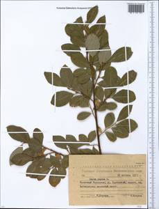 Ива козья L., Сибирь, Западный (Казахстанский) Алтай (S2a) (Казахстан)