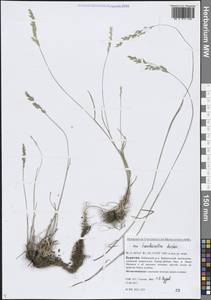 Мятлик разноцветный Besser, Сибирь, Прибайкалье и Забайкалье (S4) (Россия)