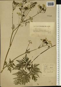 Купырь лесной (L.) Hoffm., Восточная Европа, Средневолжский район (E8) (Россия)