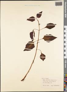 Magnoliopsida, Австралия и Океания (AUSTR) (Французская Полинезия)