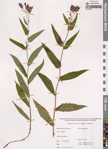 Латук сибирский, Молокан сибирский (L.) Benth. ex Maxim., Сибирь, Чукотка и Камчатка (S7) (Россия)