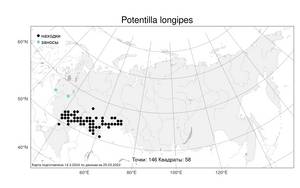 Potentilla longipes, Лапчатка длинночерешковая Ledeb., Атлас флоры России (FLORUS) (Россия)