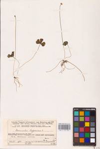 Coptidium lapponicum (L.) Á. Löve & D. Löve, Восточная Европа, Северный район (E1) (Россия)