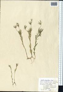 Komaroffia integrifolia (Regel) A. L. Pereira, Средняя Азия и Казахстан, Памир и Памиро-Алай (M2) (Таджикистан)