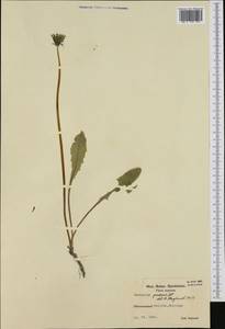 Taraxacum praecox Puol., Западная Европа (EUR) (Швеция)