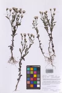 Крестовник клейкий, Крестовник липкий L., Восточная Европа, Московская область и Москва (E4a) (Россия)