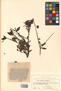 Падуб морщинистый F.Schmidt, Сибирь, Дальний Восток (S6) (Россия)