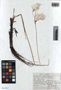 KUZ 002 116, Eriophorum angustifolium subsp. angustifolium, Сибирь, Алтай и Саяны (S2) (Россия)