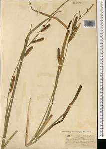 Carex utriculata Boott, Монголия (MONG) (Монголия)
