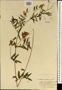 Горошек приятный Fisch. ex Ser., Монголия (MONG) (Монголия)