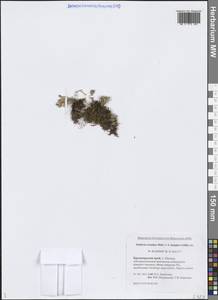 Звездчатка длинночерешковая, Сибирь, Центральная Сибирь (S3) (Россия)