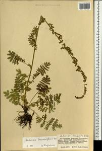 Artemisia laciniata subsp. laciniata, Монголия (MONG) (Монголия)