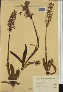 Orchis mascula subsp. speciosa (Mutel) Hegi, Западная Европа (EUR) (Австрия)
