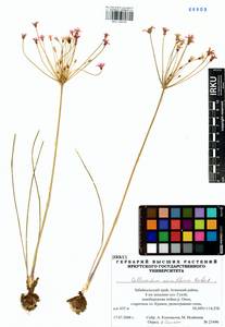 Лук нереиноцветковый (Herb.) G.Don, Сибирь, Прибайкалье и Забайкалье (S4) (Россия)