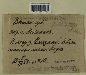 Climacium dendroides (Hedw.) F. Weber & D. Mohr, Гербарий мохообразных, Мхи - Пермский край, Удмуртия, Свердловская и Кировская области (B8) (Россия)