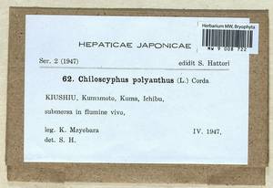 Chiloscyphus polyanthos (L.) Corda, Гербарий мохообразных, Мхи - Азия (вне границ бывшего СССР) (BAs) (Япония)