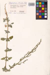 Chenopodium betaceum Andrz., Восточная Европа, Нижневолжский район (E9) (Россия)