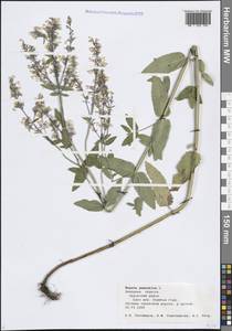 Котовник голый, Восточная Европа, Центральный лесостепной район (E6) (Россия)