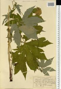Filipendula digitata (Willd.) Bergmans, Сибирь, Прибайкалье и Забайкалье (S4) (Россия)