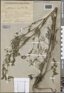 Полынь пушистая Ledeb., Сибирь, Якутия (S5) (Россия)