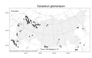 Cerastium glomeratum, Ясколка скученноцветковая Thuill., Атлас флоры России (FLORUS) (Россия)