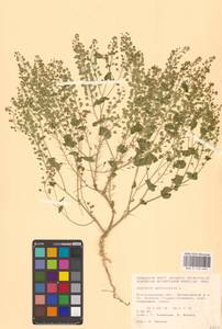 Клоповник пронзеннолистный L., Восточная Европа, Нижневолжский район (E9) (Россия)