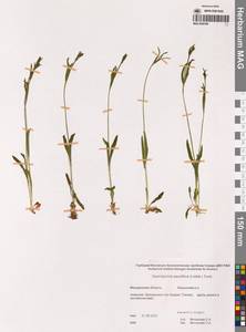 Смолевка хамарская Turcz., Сибирь, Чукотка и Камчатка (S7) (Россия)