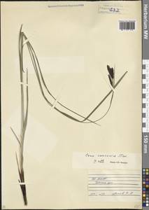 Осока кавказская Steven, Кавказ, Северная Осетия, Ингушетия и Чечня (K1c) (Россия)