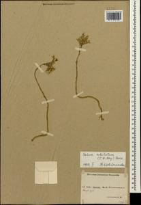 Petrosedum subulatum (C. A. Mey.) Afferni, Кавказ, Ставропольский край, Карачаево-Черкесия, Кабардино-Балкария (K1b) (Россия)