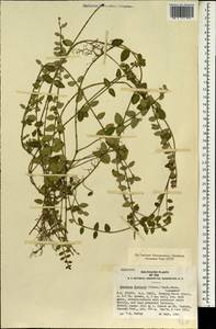 Euonymus fortunei (Turcz.) Hand.-Mazz., Зарубежная Азия (ASIA) (Япония)