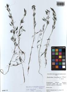 Лютик волосолистный, Шелковник волосолистный Chaix, Сибирь, Алтай и Саяны (S2) (Россия)