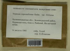 Hypnum cupressiforme Hedw., Гербарий мохообразных, Мхи - Калининградская область (B1a) (Россия)