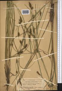 Осока черноколосая M.Bieb. ex Willd., Средняя Азия и Казахстан, Западный Тянь-Шань и Каратау (M3) (Казахстан)