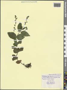 Вероника крупная M.A.Fisch., Кавказ, Черноморское побережье (от Новороссийска до Адлера) (K3) (Россия)