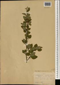 Береза кустарниковая Pall., Монголия (MONG) (Монголия)