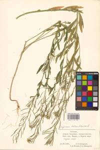 Желтушник левкойный L., Восточная Европа, Эстония (E2c) (Эстония)