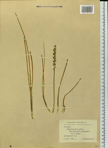 Триостренник приморский L., Восточная Европа, Эстония (E2c) (Эстония)