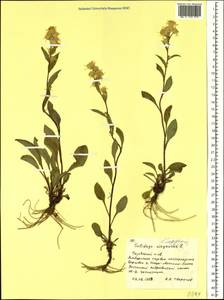 Solidago virgaurea subsp. lapponica (With.) Tzvelev, Сибирь, Западная Сибирь (S1) (Россия)
