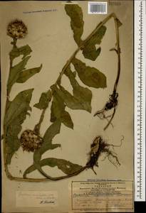 Василек крупноголовчатый Muss. Puschk. ex Willd., Кавказ, Азербайджан (K6) (Азербайджан)