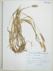 Sibirotrisetum sibiricum (Rupr.) Barberá, Сибирь, Дальний Восток (S6) (Россия)
