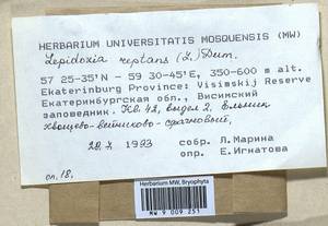 Lepidozia reptans (L.) Dumort., Гербарий мохообразных, Мхи - Пермский край, Удмуртия, Свердловская и Кировская области (B8) (Россия)