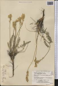 Oxytropis campestris var. varians (Rydb.)Barneby, Америка (AMER) (Канада)
