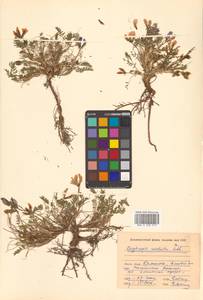 Остролодочник завернутый Ledeb., Сибирь, Чукотка и Камчатка (S7) (Россия)