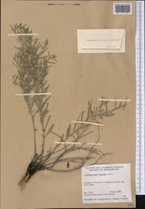 Lithospermum incisum Lehm., Америка (AMER) (Канада)